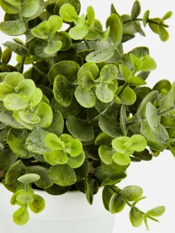 Plantes Et Fleurs Artificielles|Primark Petit Eucalyptus Artificiel Blanc